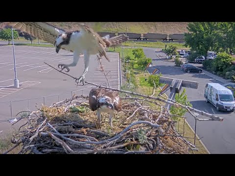 Male Osprey Brings In A Monster Stick For The Hellgate Nest – June 4, 2025