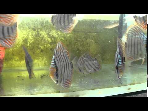 Discus Randika Aquarium Sri Lanka