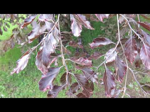 Fagus sylvatica 'Tricolor' ='Roseomarginata' buk lesní