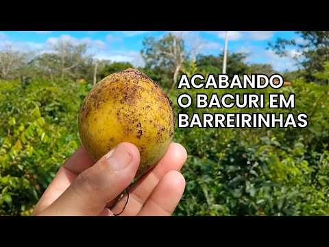 ÚLTIMA SAFRA DO BACURI EM BARREIRINHAS + MARANHÃO
