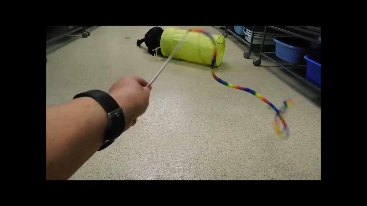 Enlarge MANNY, a ADOPTABLE Domestic Short Hair in Ironwood, MI video 6/6