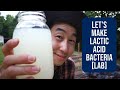 Let's Make Lactic Acid Bacteria [L.A.B]