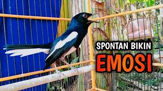 Download lagu SPONTAN BIKIN EMOSI KACER LAWAN AUTO KONSLET !! PANCINGAN KACER GACOR PASTI NYAUT AMPUH. mp3 Download lagu SPONTAN BIKIN EMOSI KACER LAWAN AUTO KONSLET !! PANCINGAN KACER GACOR PASTI NYAUT AMPUH. mp3