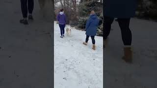 Video preview image #1 American Pit Bull Terrier-American Staffordshire Terrier Mix Puppy For Sale in Lockport, NY, USA