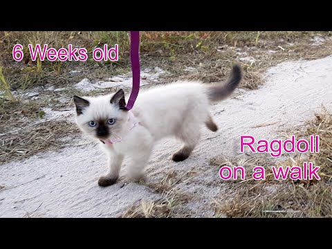Ragdoll Kitten (6 weeks old) - Walks on a Leash (Training my cute white cat)