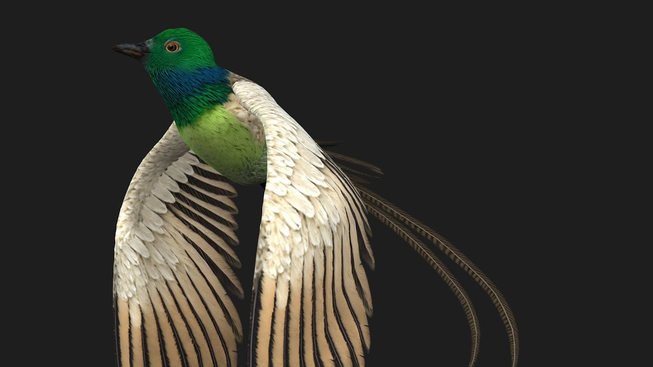 FagianoUccelloB2 Modello 3D