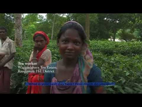 The Unseen Labor: Tea Workers | Golden Age