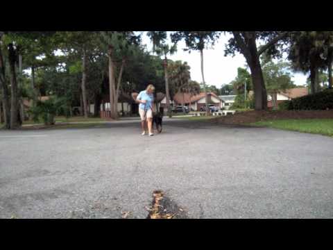 Luca — Nervous dog training: day 6