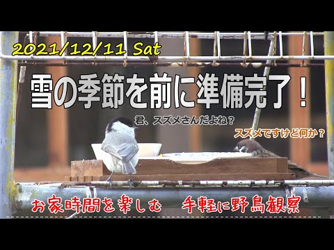 冬に鳥に餌を与えるにはどうすればよいですか？羽毛をより良くケアするために避けるべき間違い  庭園