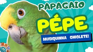 PAPAGAIO FALADOR! AI AI AI!