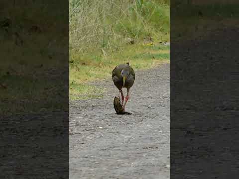 Gallineta,  San Francisco paso de las piedras, Paysandú Uruguay #flor #avesdeluruguay #birds #fauna