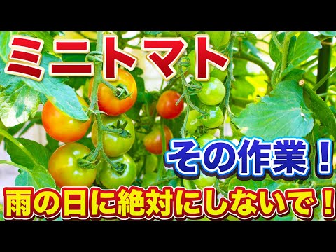 トマトを雨から守るには？ 3 つの効果的で創造的なテクニック  庭園