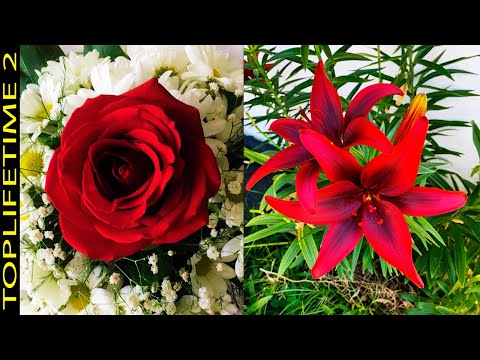 , title : '12 Hermosas Plantas con Flores Rojas'