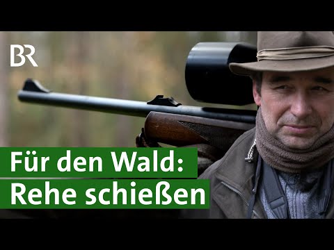 Ohne Jagd kein Wald? Rehe schießen für den Naturschutz | Forst | Wald schützen | Unser Land | BR