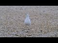 Seagull Dropping A Clam