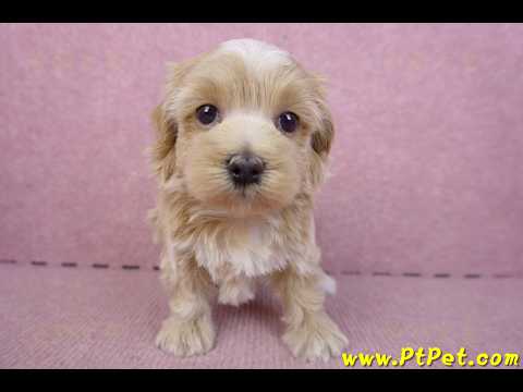 02/20馬爾泰迪母幼犬1號(新竹市)