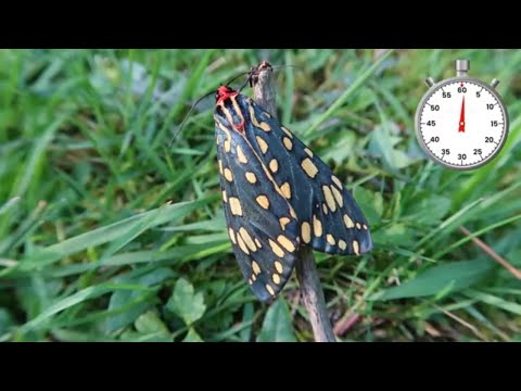 Emerald Tiger Moth: Callindra (Callimorpha) principalis one minute life cycle - Arctiinae