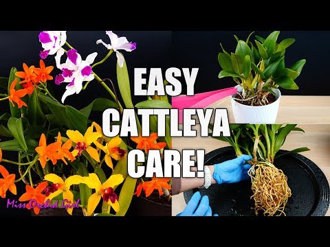 , title : 'How to Care for Cattleya Orchids - Watering, Repotting, Reblooming & more! Orchid Care for Beginners'