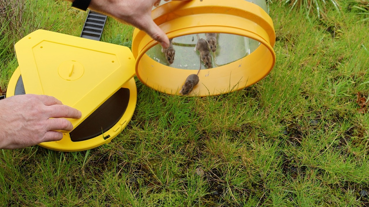 Why I Recommend This New Bucket Trap? Triple Flip-Floor Catches 6 Mice! - Mousetrap Monday