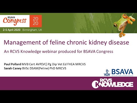 Management of feline chronic kidney disease