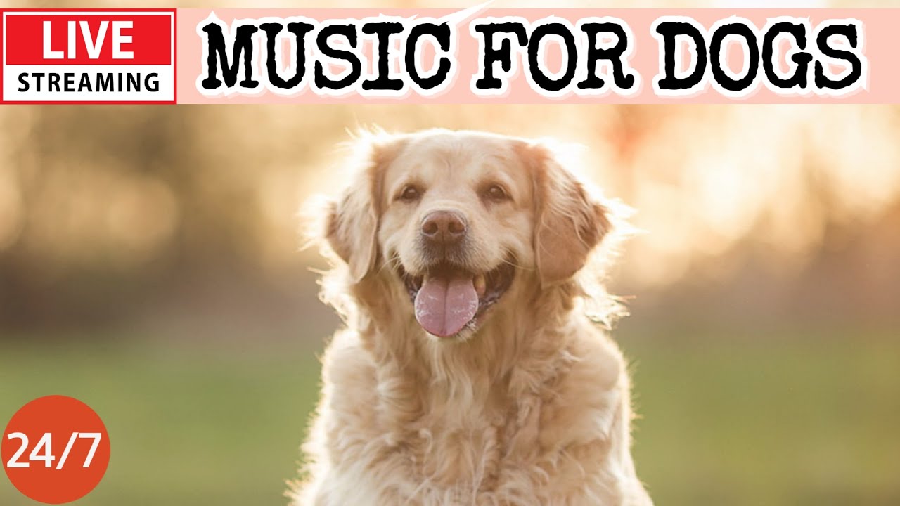 🔴[LIVE] Dog Music🎵 Dog Calming Music🐶Separation Anxiety Relief💖Dog Soothing Sleep Music for Dogs🔴2-1
