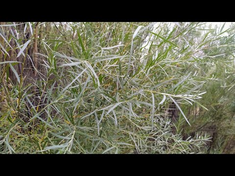 Native Plants of Coronado Historic Site - Coyote Willow