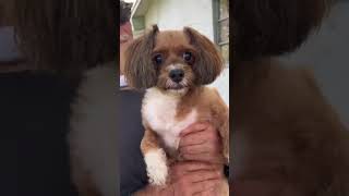 Video preview image #1 Shih Tzu-Unknown Mix Puppy For Sale in Weston, FL, USA
