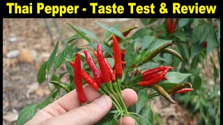 THAI PEPPER - Taste Test & Review