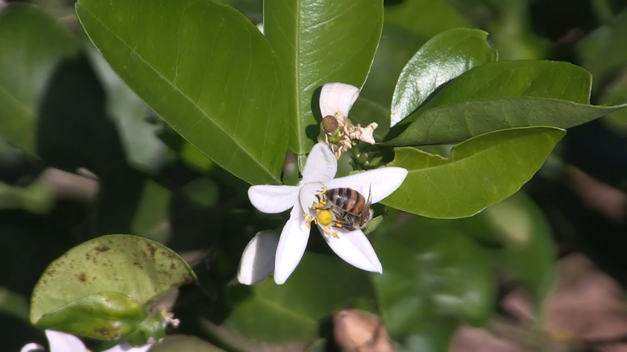 POLINIZAÇÃO DE ABELHAS EM POMAR DE FRUTAS GERA MAIS PRODUTIVIDADE