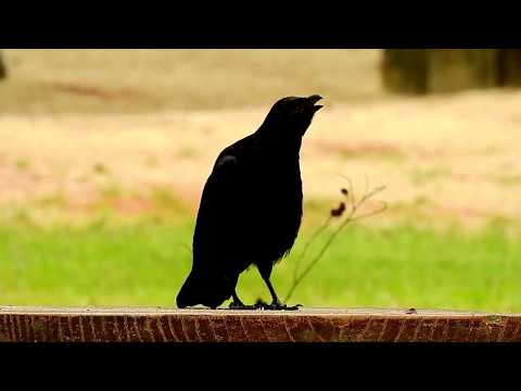 Hashibosogarasu - Corvus corone