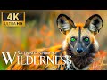 Ultimate Experience Wilderness 4K 🦓 Discovery Relaxing Piano Music with Animals & Natues Film