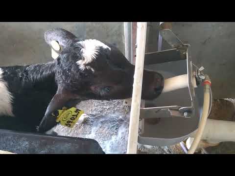 ‘Vaca mecânica’ é a única do ES