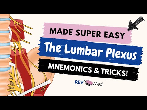 Lumbar Plexus branches with Mnemonic [Lower Limb Anatomy]