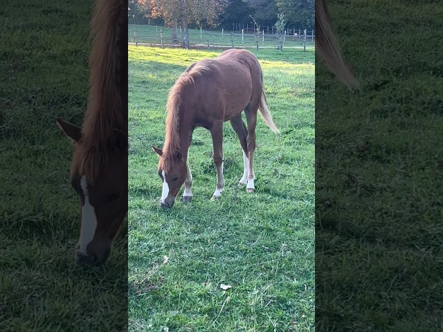 Puledra Welsh Poney (Sezione B) In vendita 2025 Sauro ,  EYARTH ANOKI