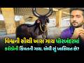 Unique Cow વિશ્વની સૌથી ખાસ ગાય પોરબંદરમાં ક