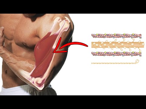 Función de las proteínas | Medicina en 5 MINUTOS