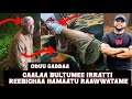 Oduu Ammee Caalaa Bultumee Namni Reebsise Baramee Jira