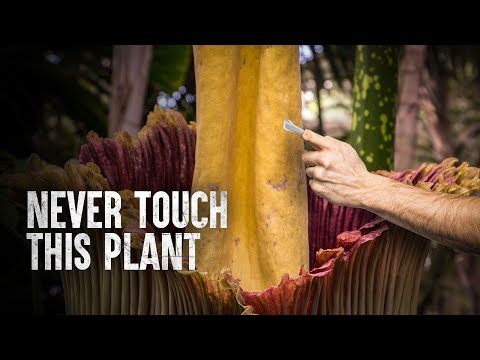 How to Survive the Corpse Flower