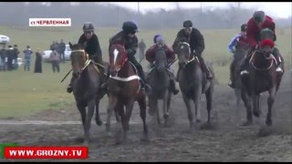 В Шелковском районе прошли скачки, приуроченные к дню рождения Пророка Мухаммада (с.а.в.)