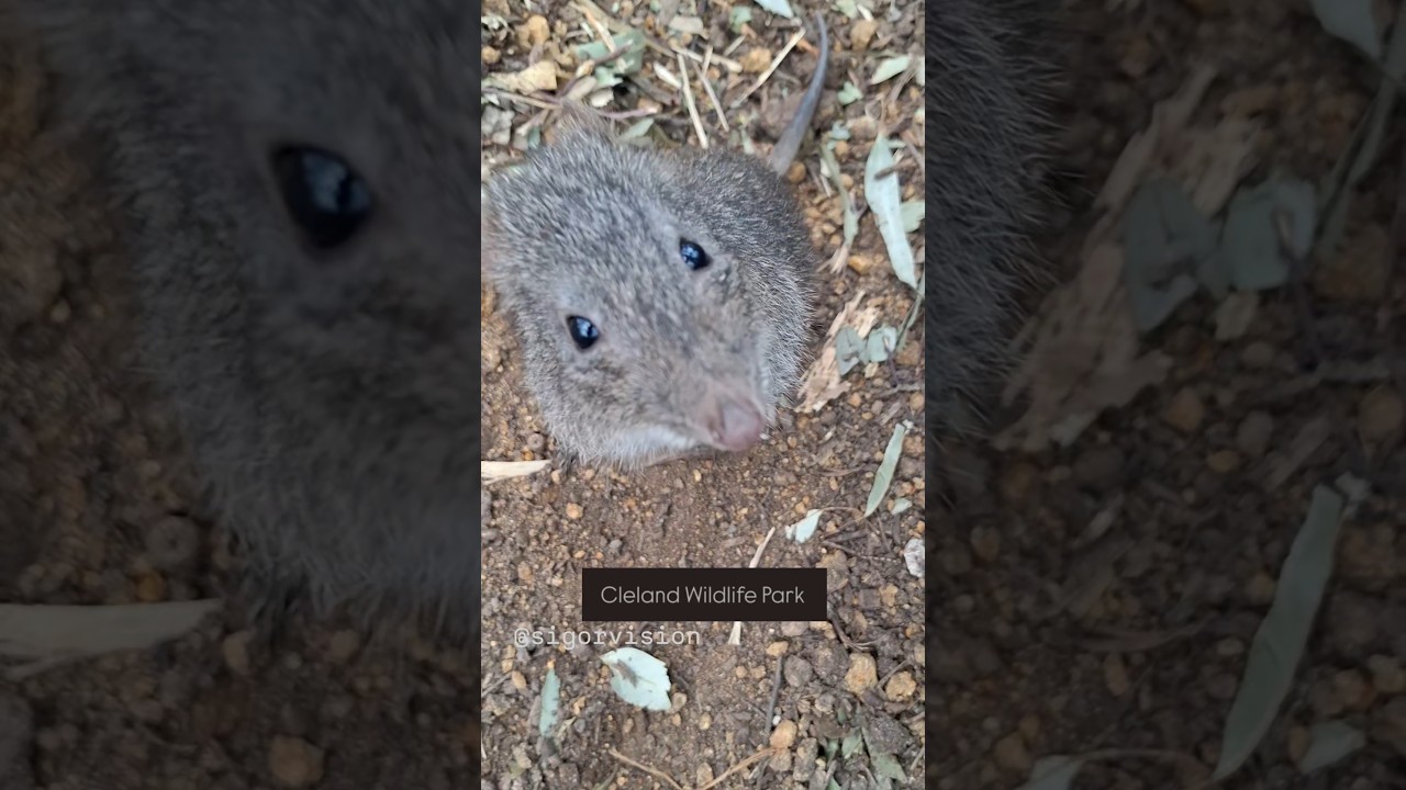 YouTube Short thumbnail