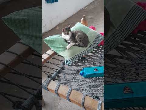 New video cat best moments of youtube shorts video Indian #ytshortsvideo #shorts #ytshorts animal 🐈