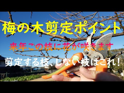 なぜ私の梅の木は泣いているのですか？果樹の原因、ヒントと予防  庭園