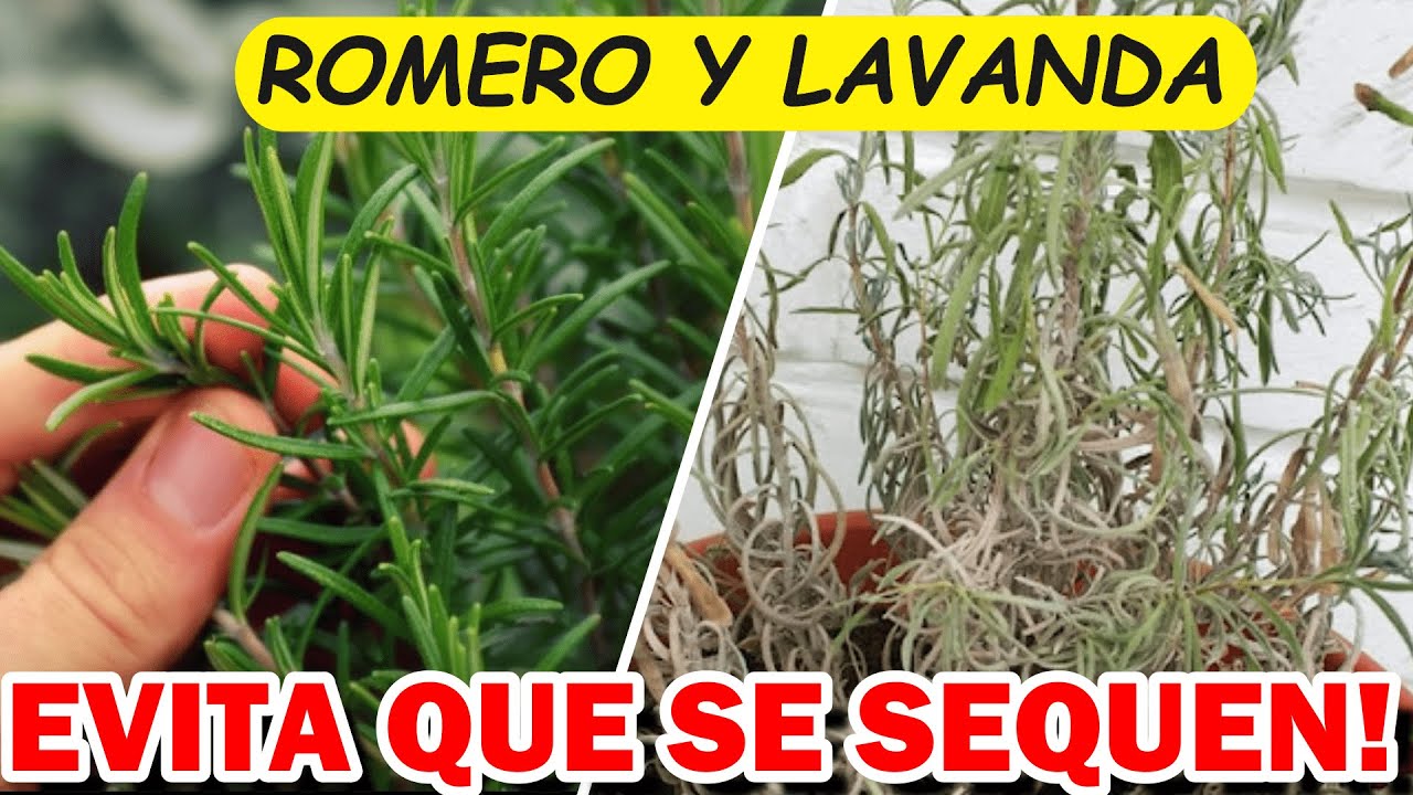 Por QUE Se SECA El ROMERO? Y La LAVANDA? Evita Que MUERAN Con ESTOS CONSEJOS!