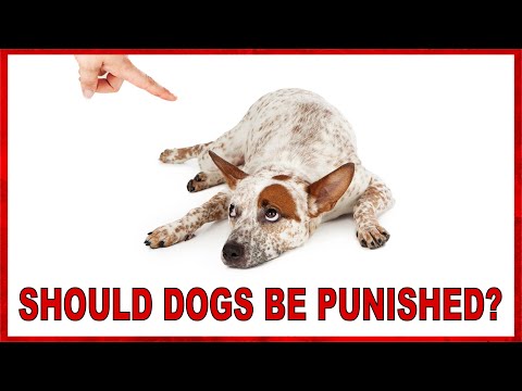 Become a Professional Dog Trainer | Lesson 5 | Balanced Dog Training