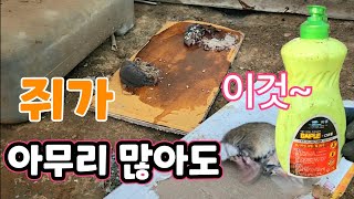 겨울철 쥐 아무리 많아도 이것만 있으면 싹다 잡는다 여름철 파리도 싹다 잡는 다이플