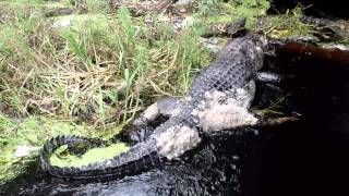 preview picture of video 'Maggot Infested Alligator on the Peace River'