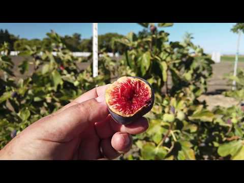 Italian 258 and Genovese Nero Fig Comparison