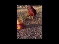 I M Rubbing Peanut Butter On My Cock Meme