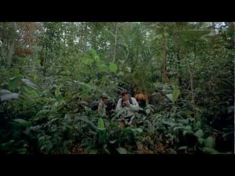 Timewave - Respite (Unofficial HD Music Video)