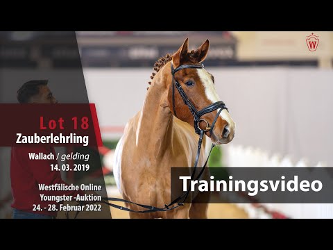 Online Youngster-AuktionTraining Lot 18 Zauberlehrling Wallach v. Zoom - Franziskus